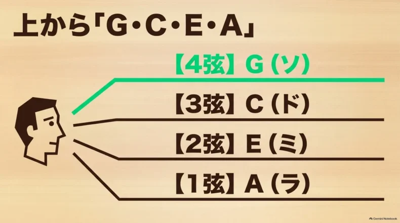 演奏姿勢で顔側から4弦G、3弦C、2弦E、床側の1弦Aと並ぶウクレレの弦番号と音名